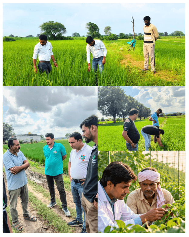 Underwood agronomists with growers — inspecting paddy fields, talking through the crop on a field bund, and examining plants in a vegetable plot