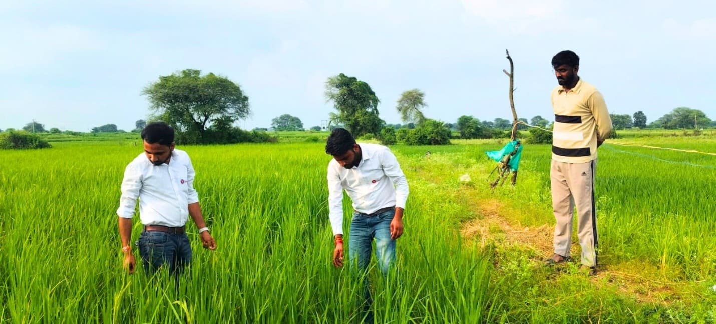 Underwood agronomists inspecting a paddy crop while the grower looks on