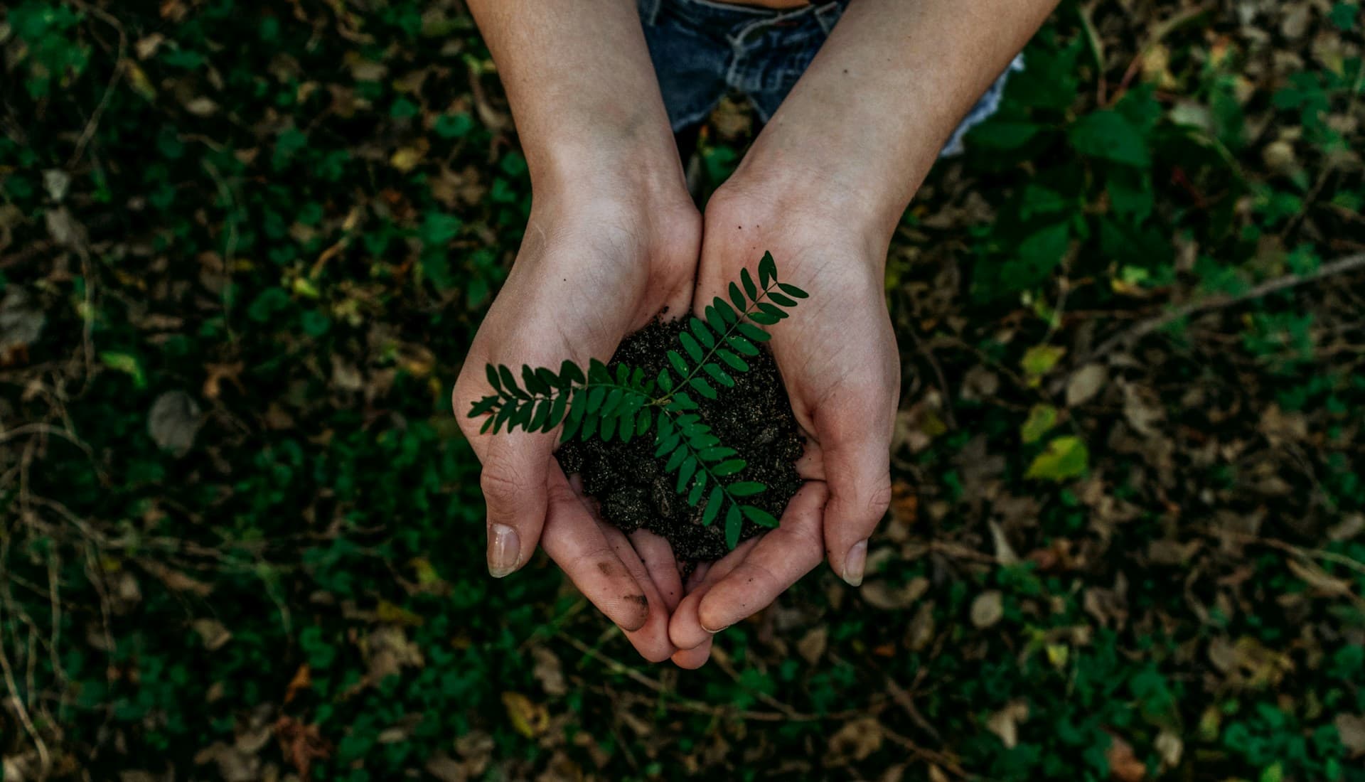 Regenerative sustainable green crop sprout in living soil